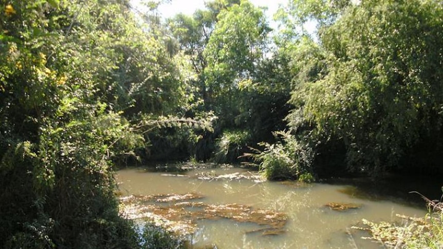 Ironbark Creek in need of restoration