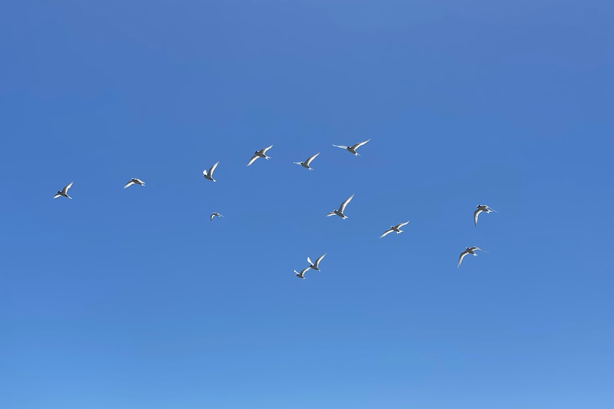 A flock of fairy terns mid-air.