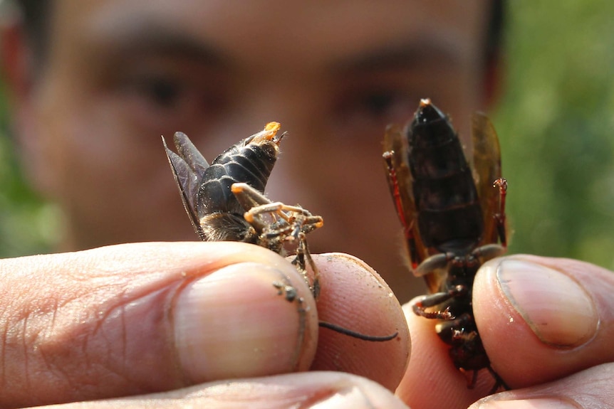 Asian giant hornets