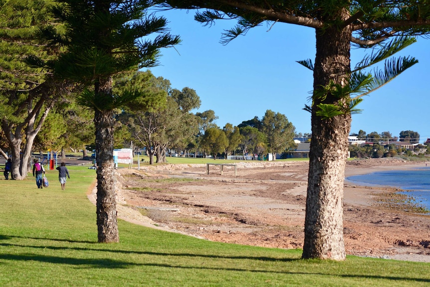 A beach with pine trees