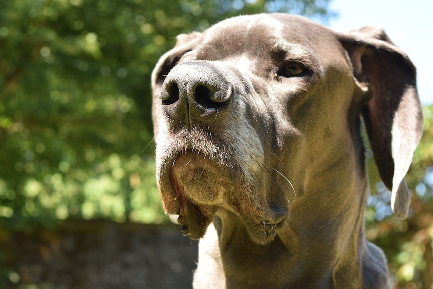 A large brown dog.