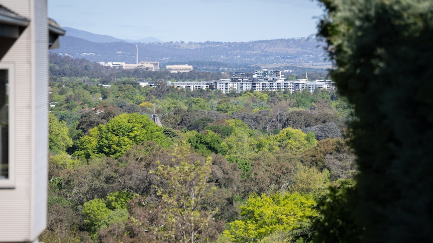 The top of a canopy of trees in a suburban area, with large apartment blocks in the background.