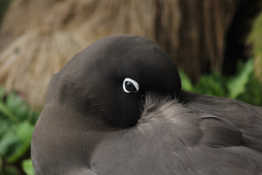 Close up of a black bird with its beak tucked under its wing.