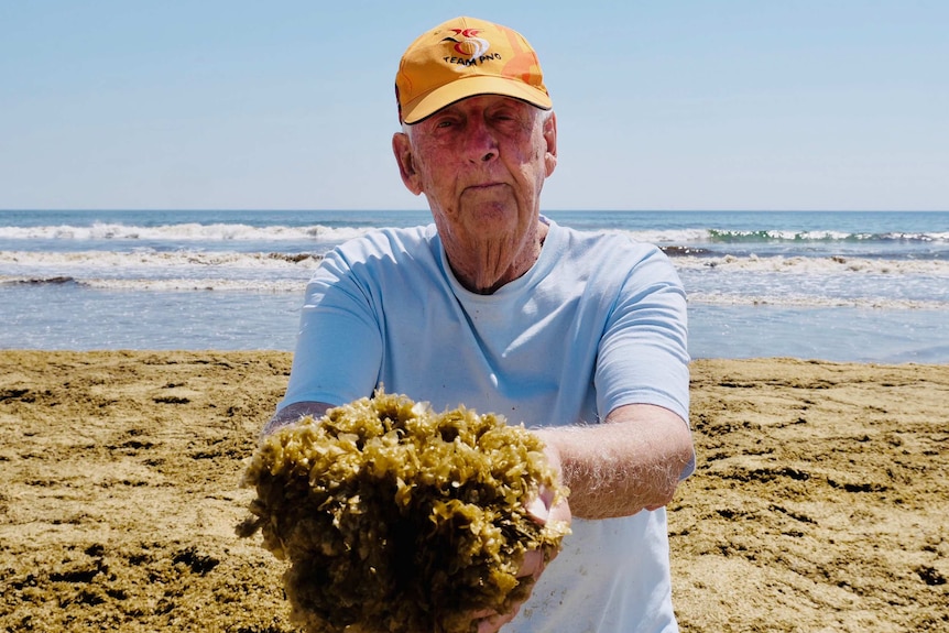 A man wearing a cap holds a large clump of seaweed with his two hands around him the beach is covered in it.