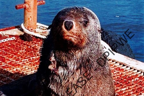 Seal on a metal landing platform.