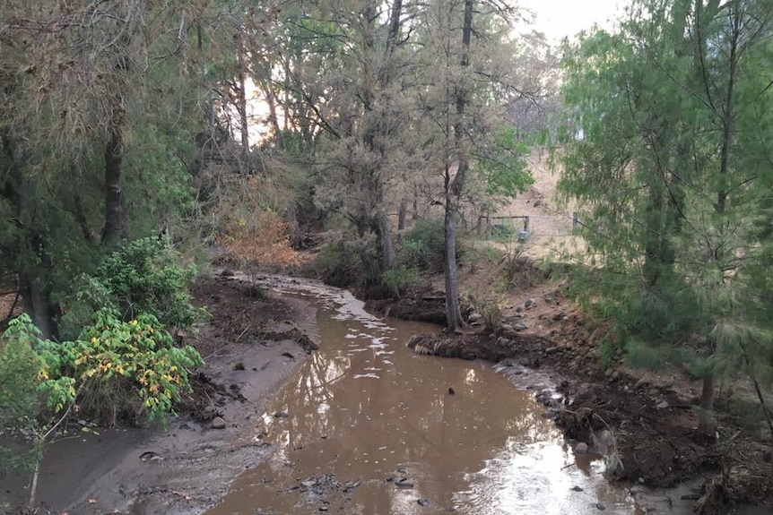 A muddy brook with brown, bubbly water, flanked by casuarina trees.