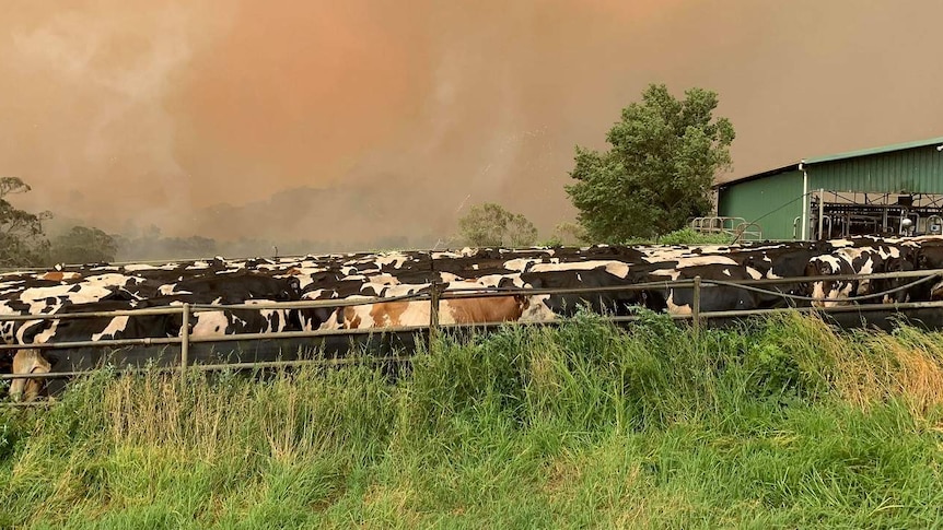 A hundred spotted cows graze beneath a fiery sky