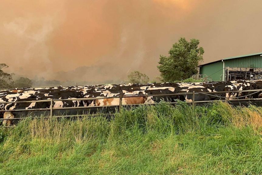 A hundred spotted cows graze beneath a fiery sky