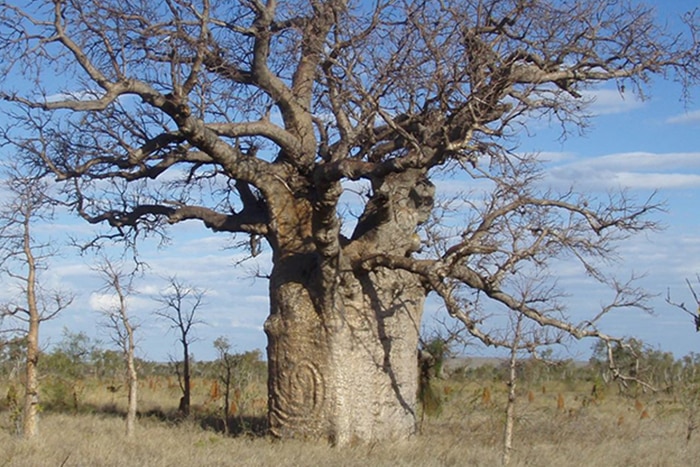Boab tree with spiral snake carving in Tanami