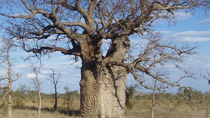 Boab tree with spiral snake carving in Tanami