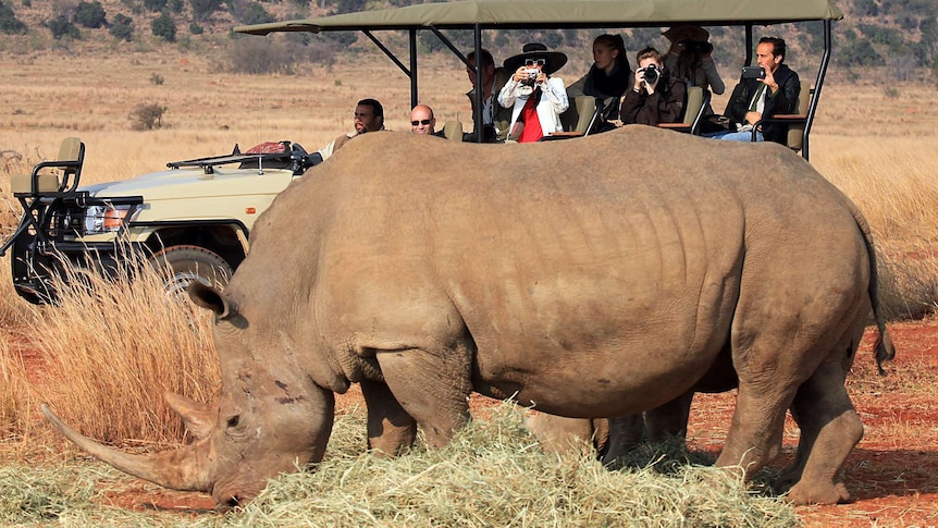 A rhino is pictured in Entabeni game reserve in South Africa