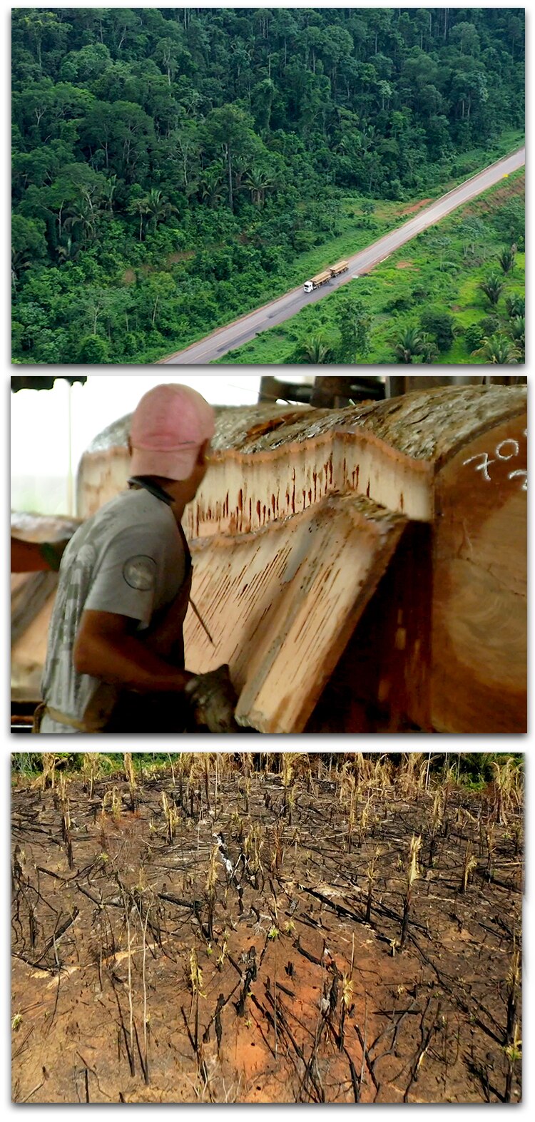 Illegal logging of protected trees has become rife in the Amazon.