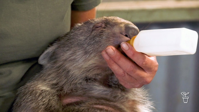 Wombat being given milk in a feeding bottle