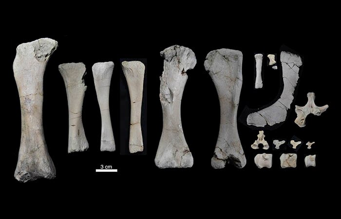Preserved bones of a baby Rapetosaurus found in Madagascar