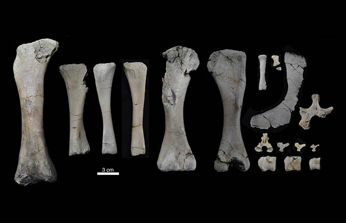 Preserved bones of a baby Rapetosaurus found in Madagascar