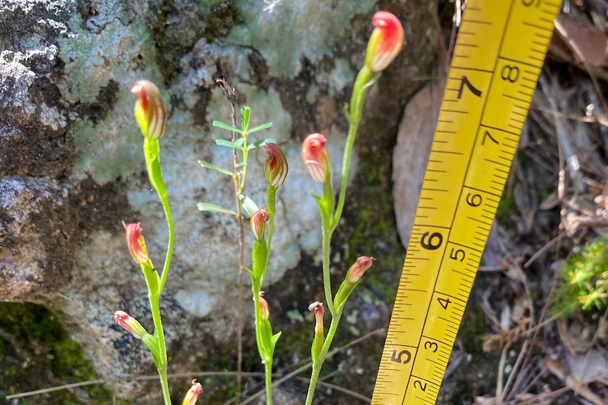 Tape measure placed beside orchid growing in bushland.