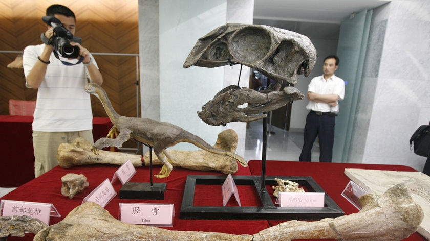 Models and fossils of a Gigantoraptor erlianensis in Beijing