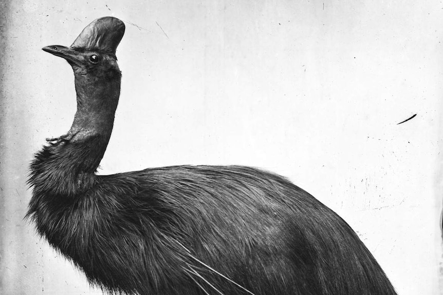 a taxidermy cassowary photographed side on