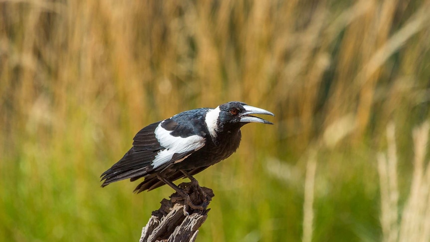 Close up of a magpie on a tree stump, one of the stars of the bird show at the Alice Springs Desert Park