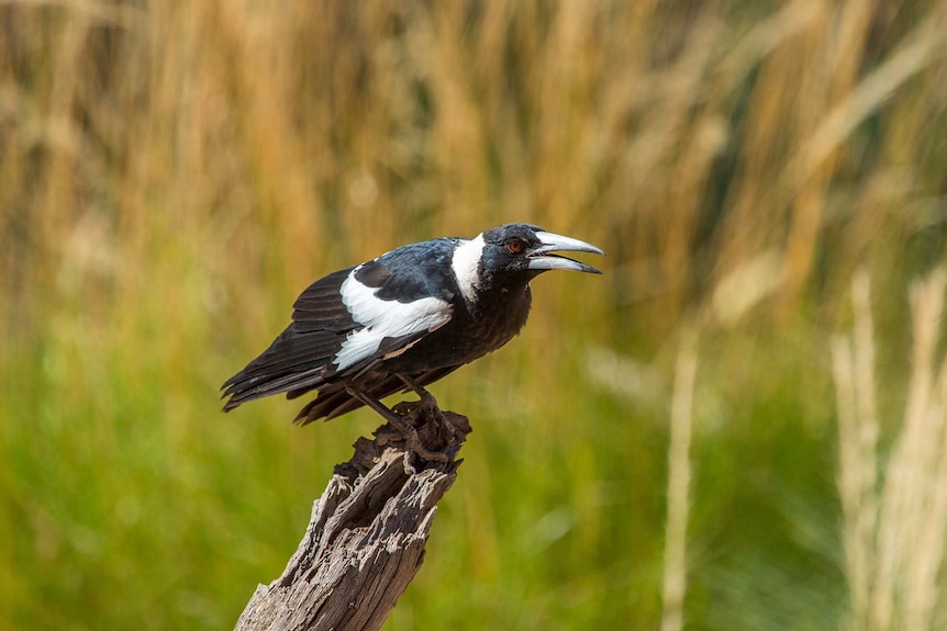 Close up of a magpie on a tree stump, one of the stars of the bird show at the Alice Springs Desert Park.