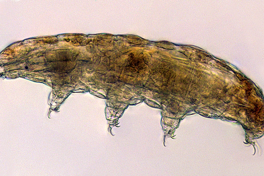 A microscopic image of a water bear, which is a slug-like creature with tiny, stumpy legs and no face. 