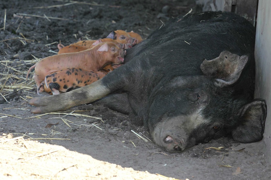 A gorgeous black sow with a bunch of orange spotty piglets nuzzling her.