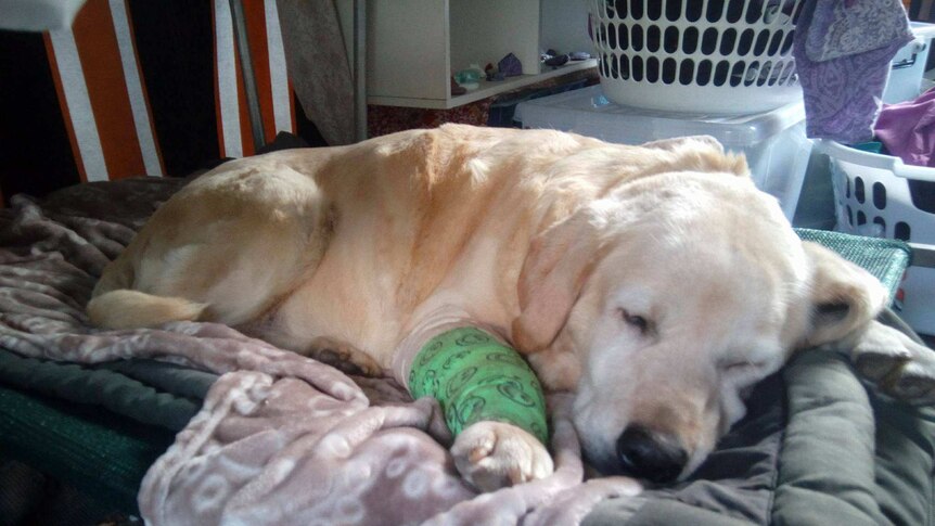 Sammy the dog at home with a cast on her leg