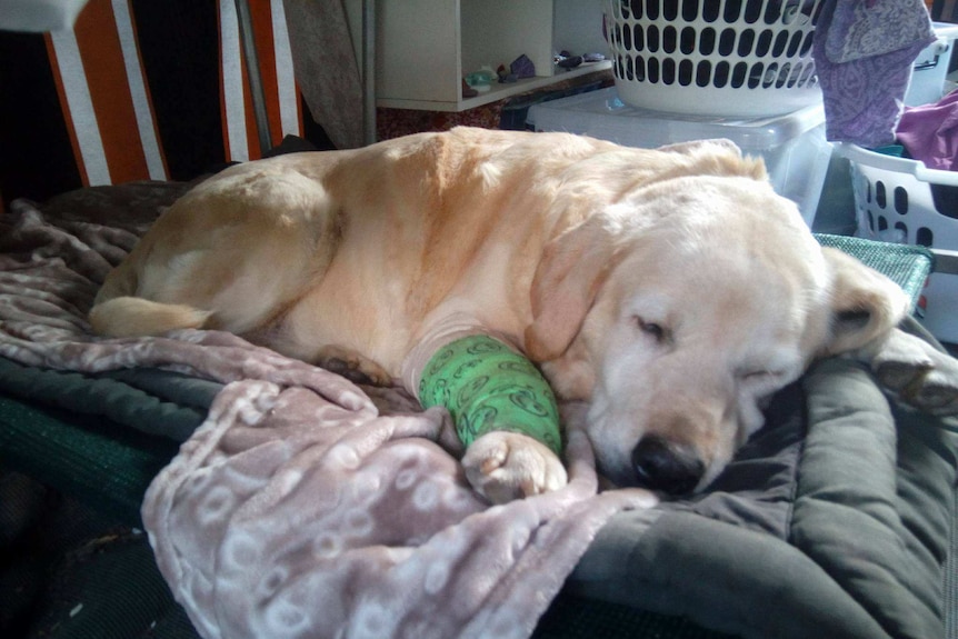 Sammy the dog at home with a cast on her leg