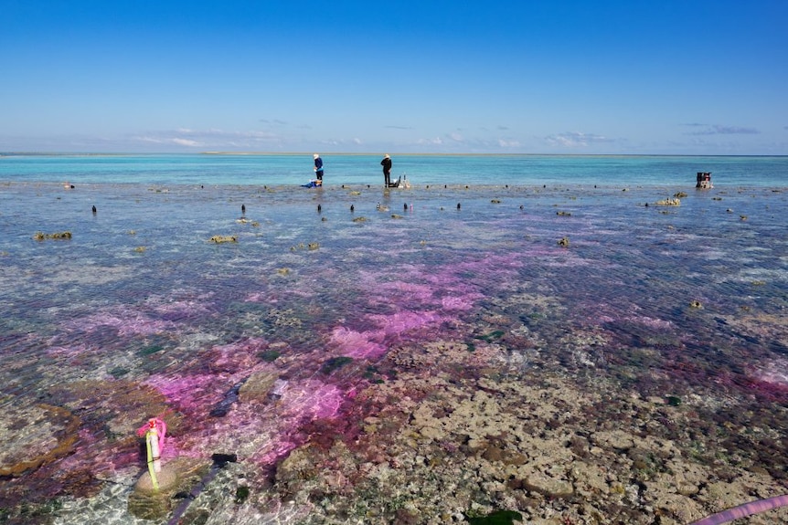 Scientists standing on the reef flat while purple dye is pumped over the reef