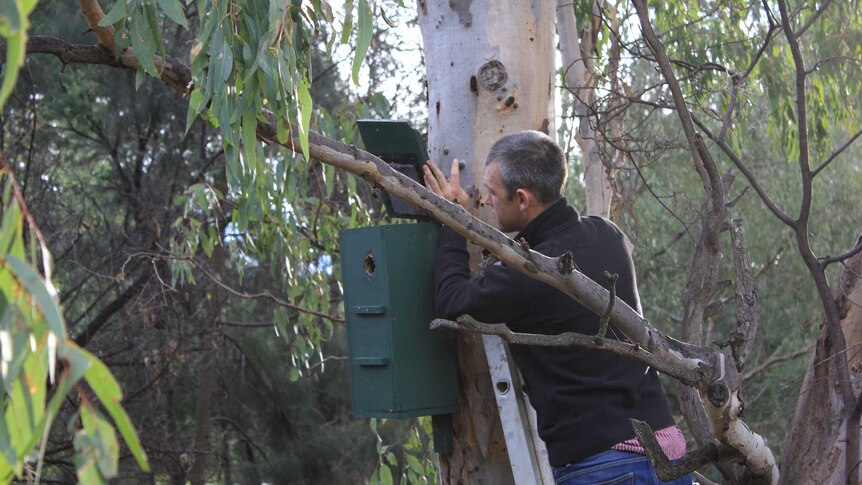 man on ladder looking at box in tree