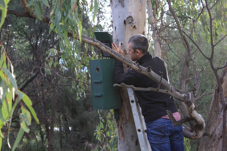 man on ladder looking at box in tree