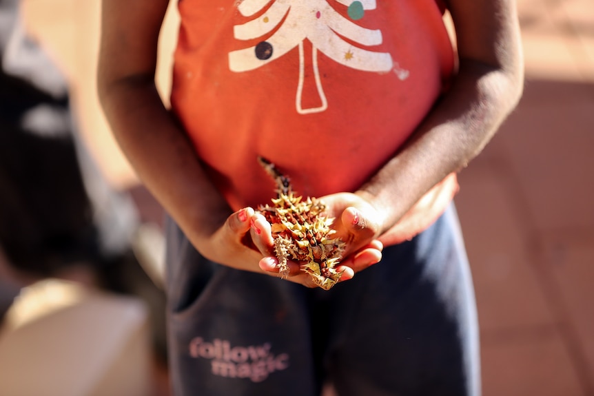 A young Aborigina girl wearing red shirt holds a brightly coloured thorny devil insect