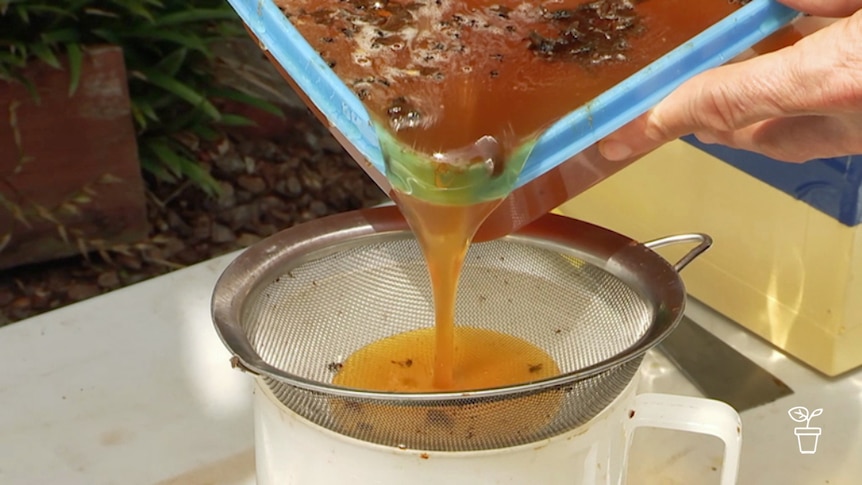 Raw honey being poured into a plastic jug through a sieve