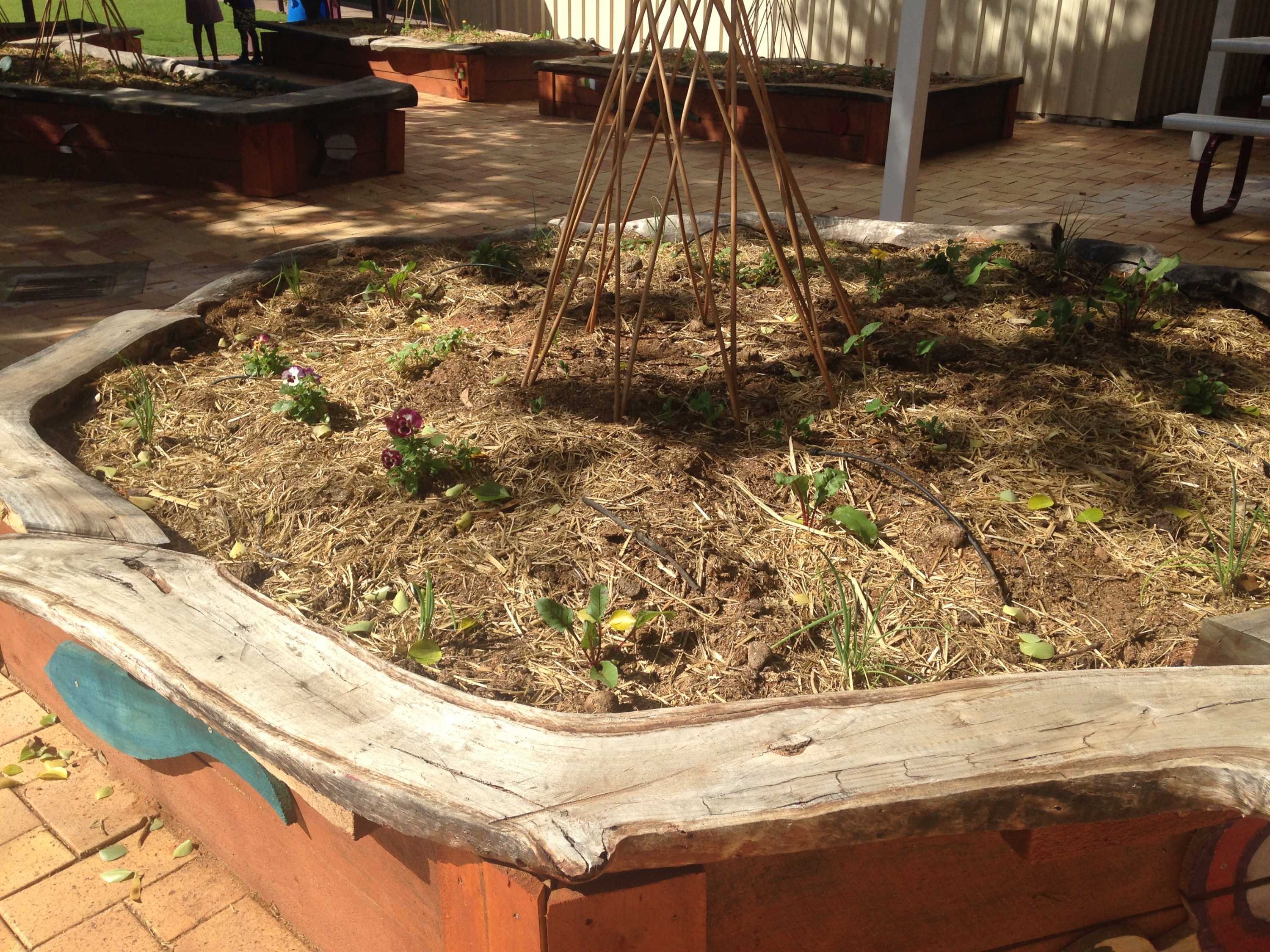 Costa Is King Of The Kids At Alice Springs School Abc News