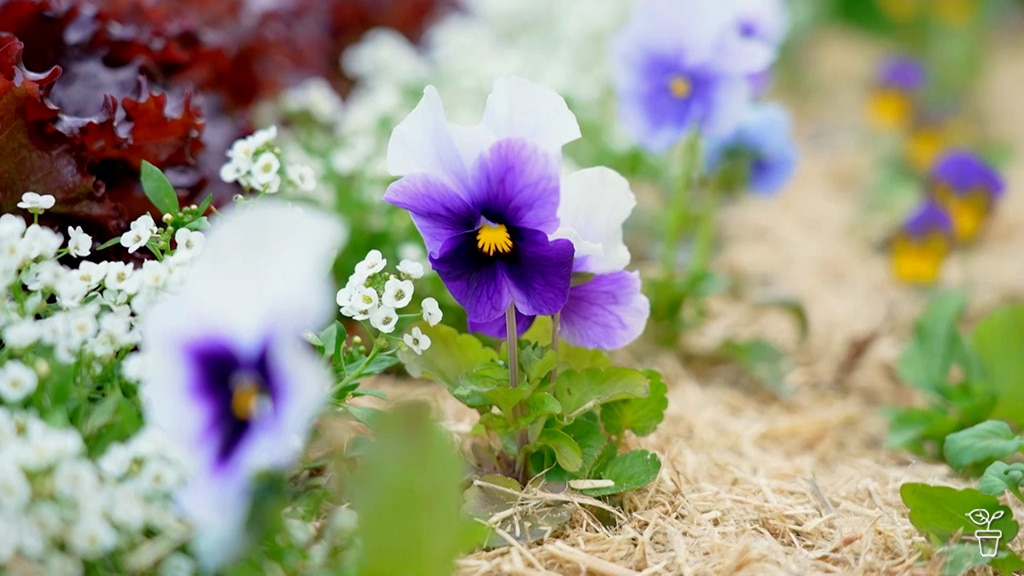 Flowers growing in a garden bed filled with mulch.