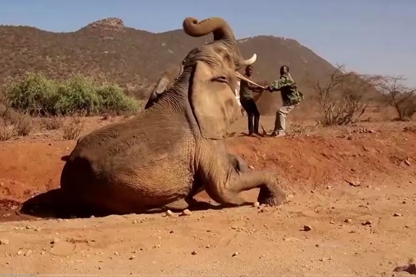 Wildlife rangers attempt to help elephant to stand up.