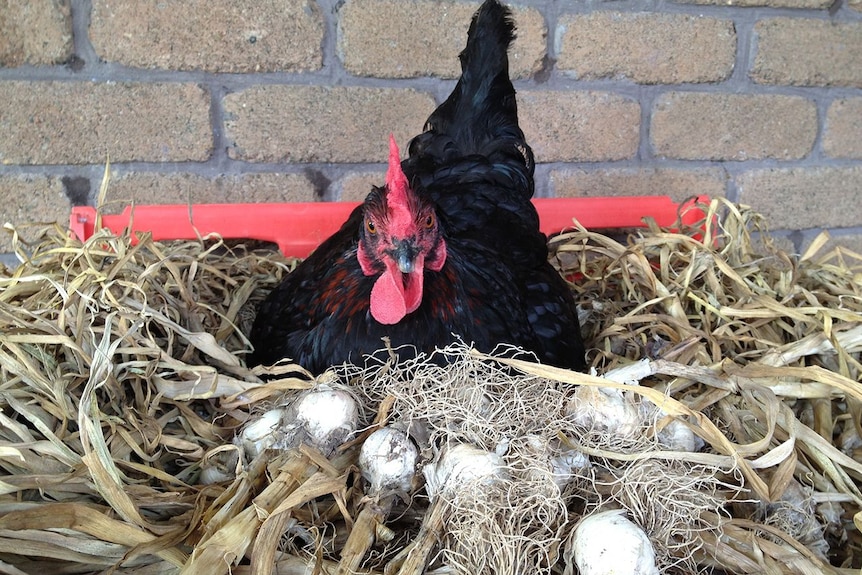 Free range chicken nesting on a bed of garlic at Near River.