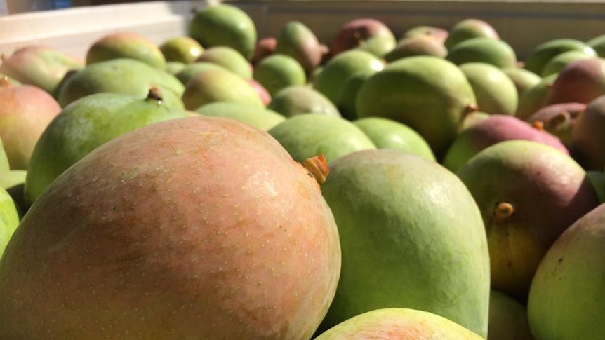 mangoes up close