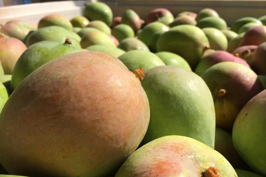 mangoes up close