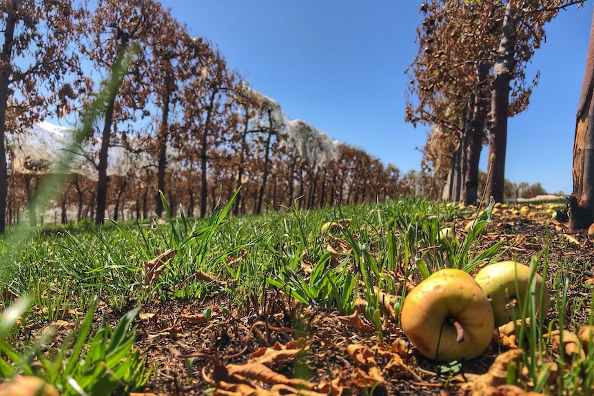 Apples on the ground with burnt trees behind.