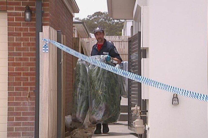 ACT Police seized 90 cannabis plants from a Forde house in Proud Street. Taken November 30 2012.