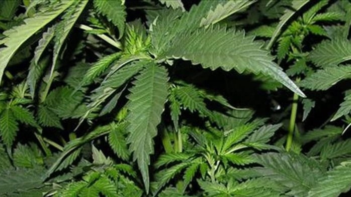 the green leaves of a cannabis plant