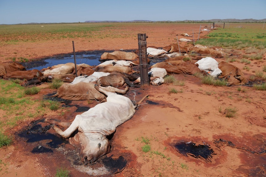 Cattle lay dead in a paddock along a damaged fence line