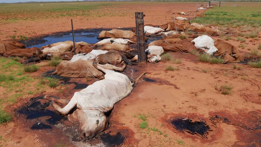 Cattle lay dead in a paddock along a damaged fence line