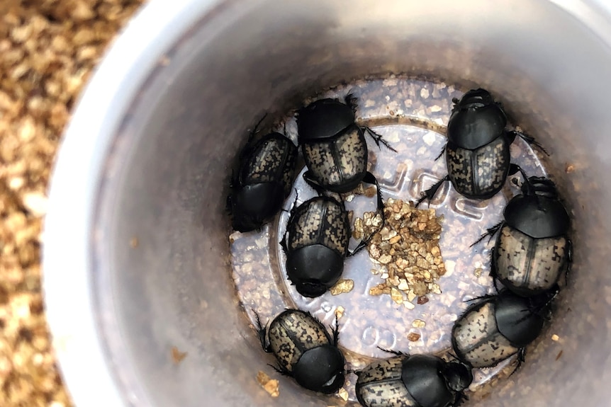 Five black and gold dung beetles in a plastic container