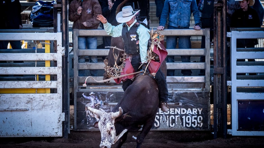 A bull lunges forward and the rider tries to hold on.