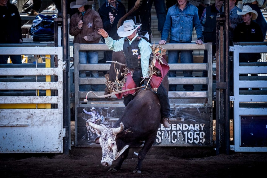 A bull lunges forward and the rider tries to hold on.