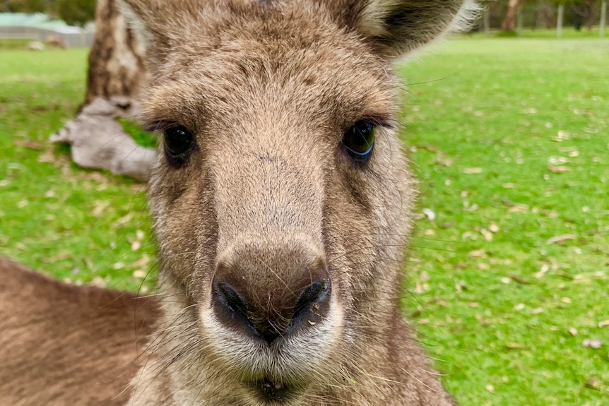 A kangaroo stares with one ear foward and one backwards