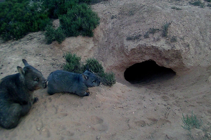 A pair of wombats stand near a warren