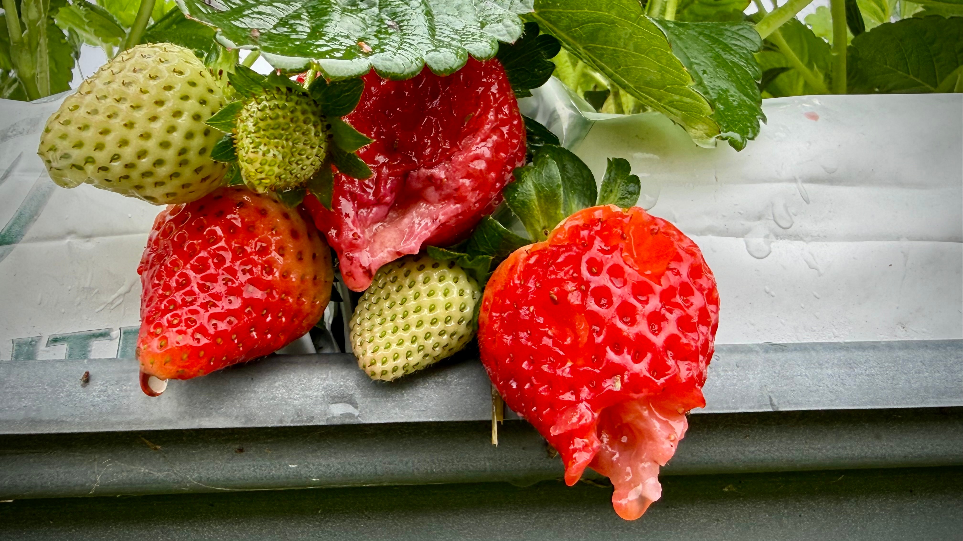 Damaged strawberries on the plant.